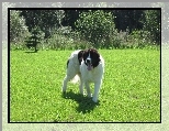 Landseer, zielona, trawa